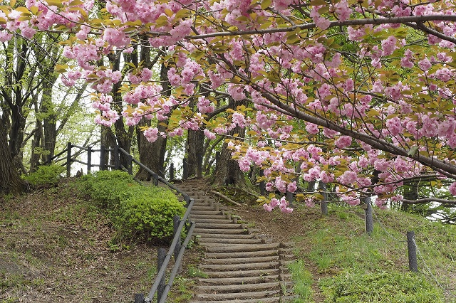 いきなり八重桜が迎えてくれました。色々な場所で咲いていました。