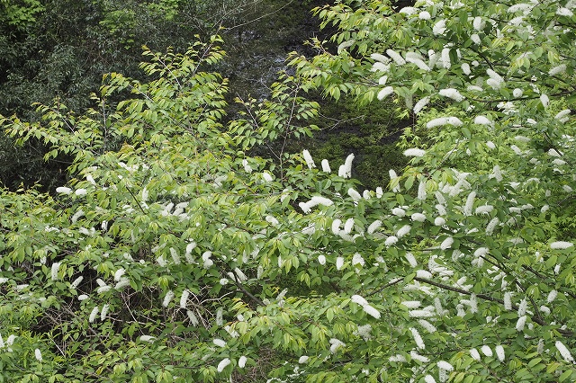 なんとか桜