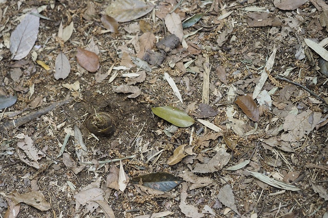 道の真ん中に生えてきたタケノコ