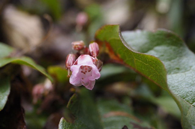 イワナシ　よく見ると、ミズバショウ以外にもたくさんの花を見つけることができます。