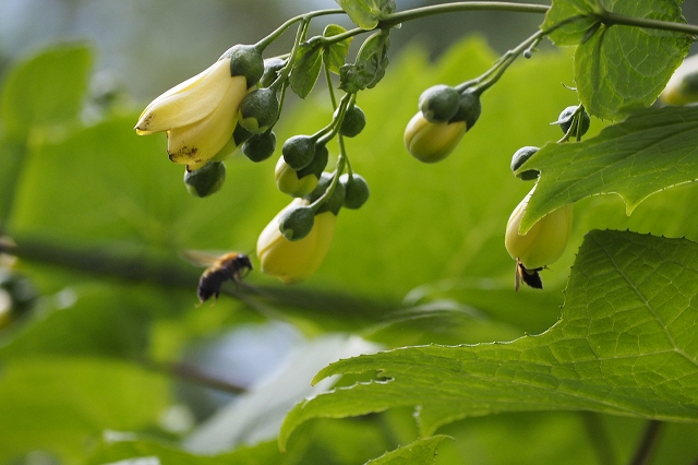 駒鳥売店で植えているキレンゲショウマ