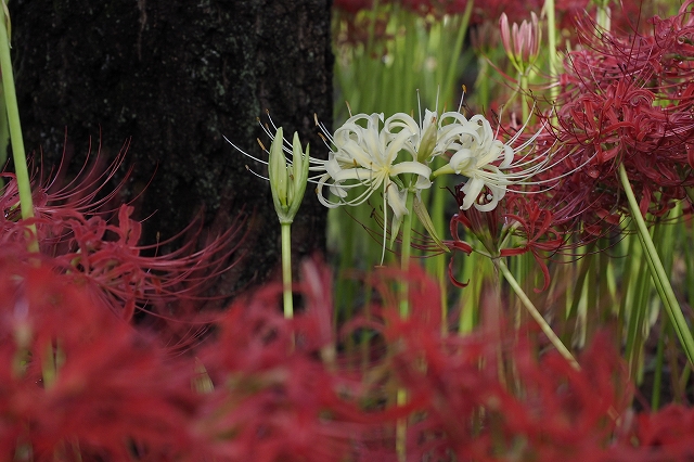 白い曼珠沙華