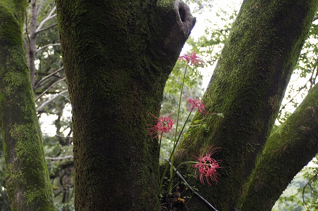 木の上にも曼珠沙華を発見！！