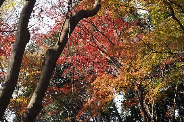 獅子舞　ここだけが紅葉していてきれいでした。