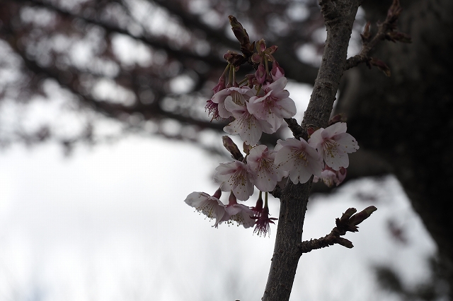 早咲きの桜