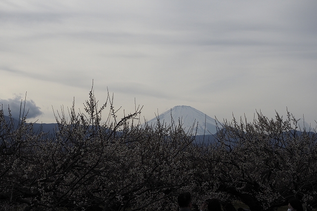 曽我梅林の風景