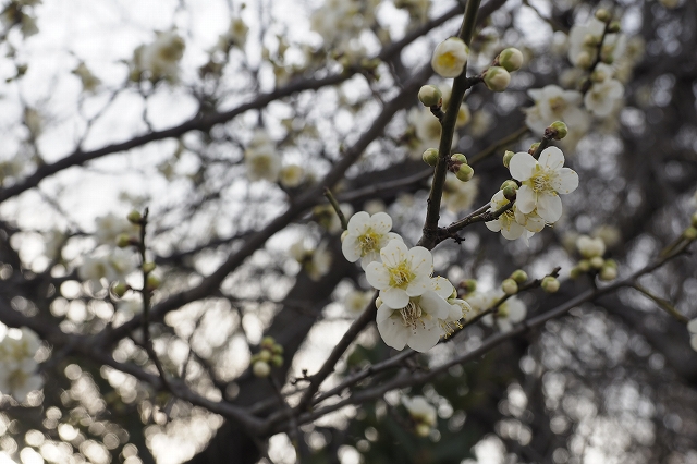 多分「青軸」という品種の梅