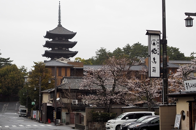 興福寺の五重塔とさくら