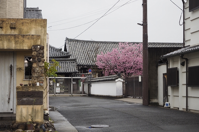 チラッと元興寺の満開の桜が見えました。