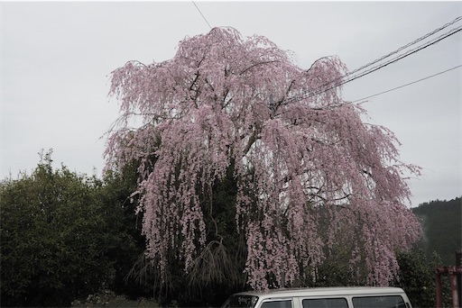 大きな枝垂れ桜が多かったです。