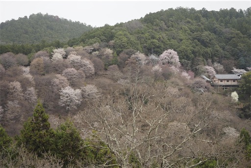 多分、朝日屋さんからの光景。ここから見る桜が一番きれいでした。