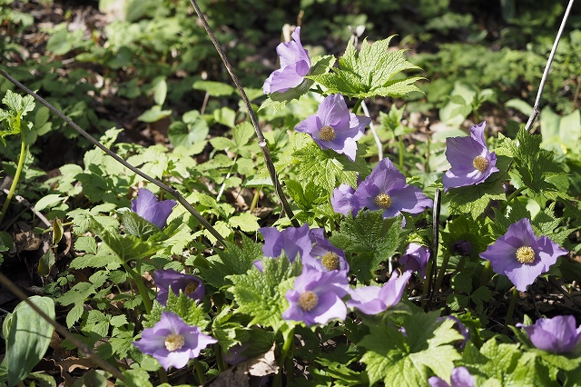 「城山かたくりの里」の中の花