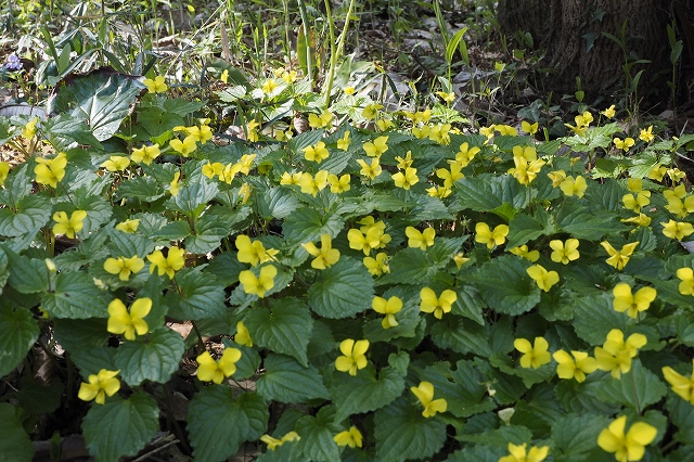 オオバキスミレ