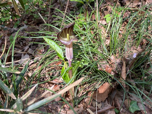 もうマムシグサも出ていました。