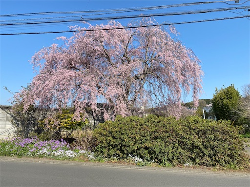 バスを降りたら、この満開の枝垂桜に出会いました。