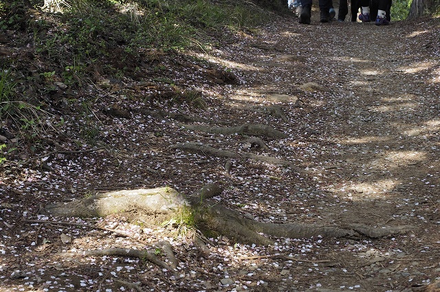 ハイキングの始まり。こんな道を歩きます。