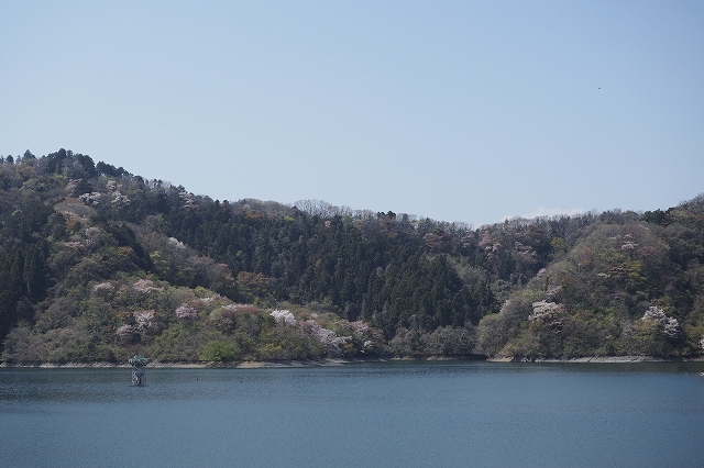 人造湖と桜の咲く山の風景も美しかったです。