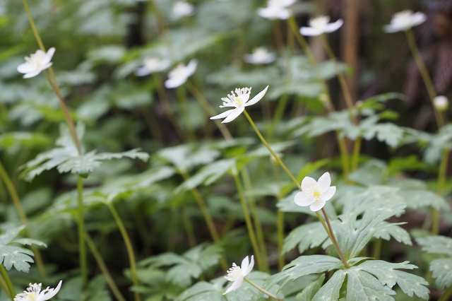 ニリンソウの群生