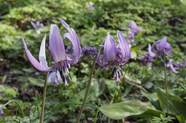 小坂家のかたくり自生地