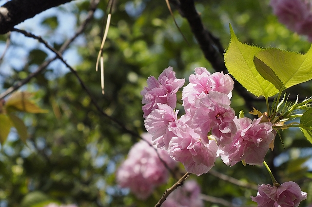 牧野博士が好きだった桜の一種、サトザクラ`福禄寿‘がかろうじて咲いていました。