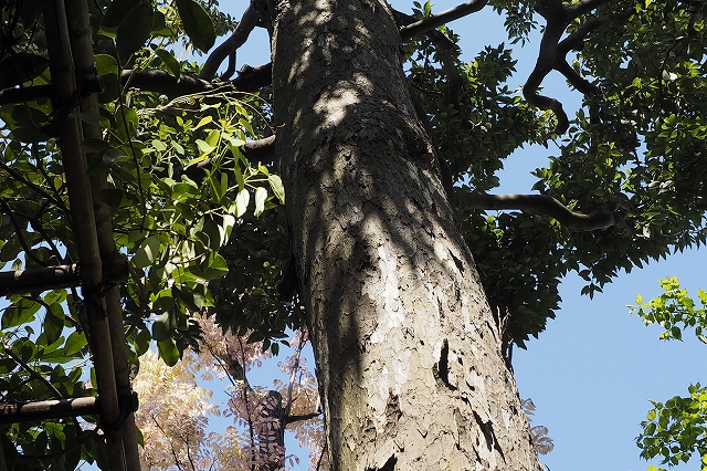 ニッケイ　皮をはがして齧ってみたいです。