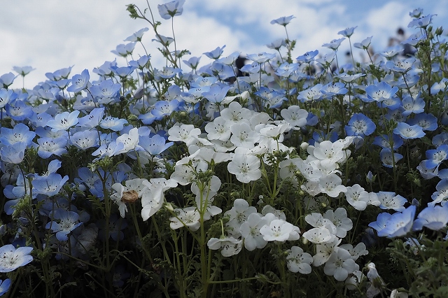 白い子もいっぱいいました
