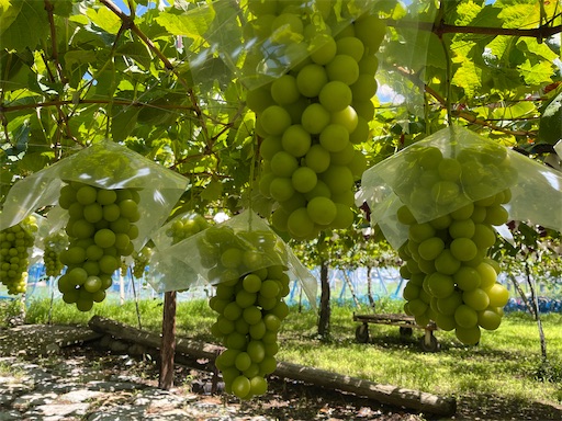 美味しそうなシャインマスカット