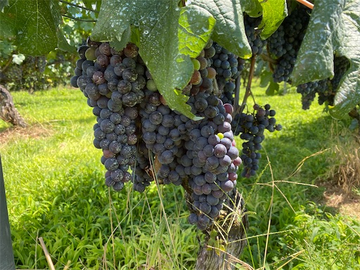 メルシャンのぶどう