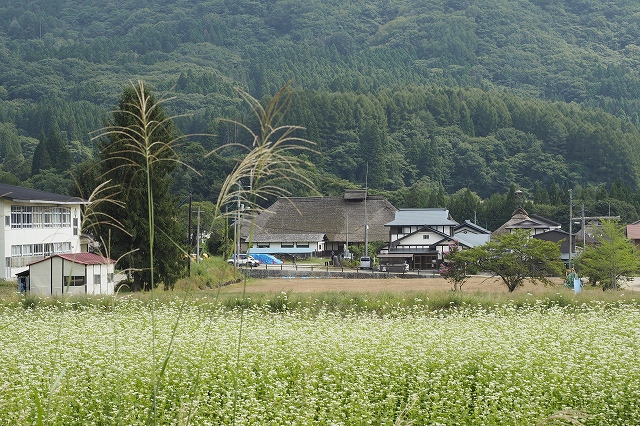 高倉神社から大内宿方面　全景はそばの花