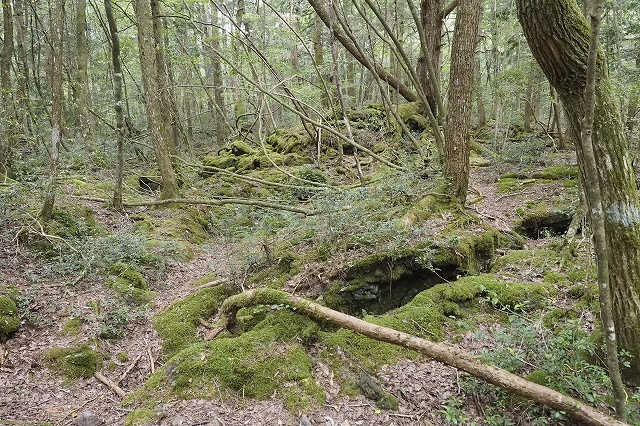 樹海の中 こんな風景が広がっています。