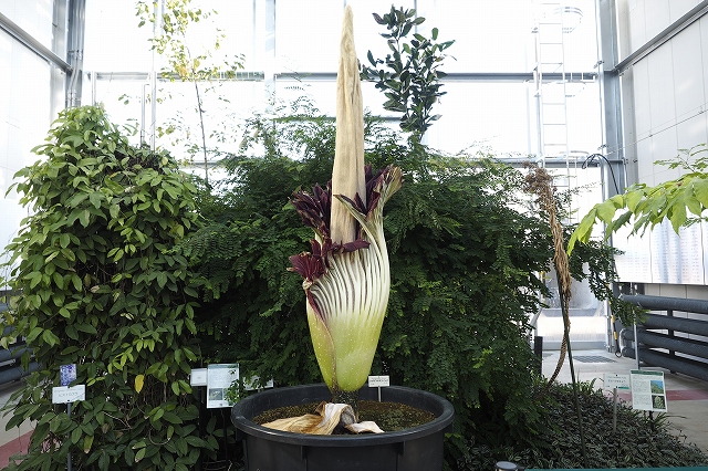 ショクダイオオコンニャク