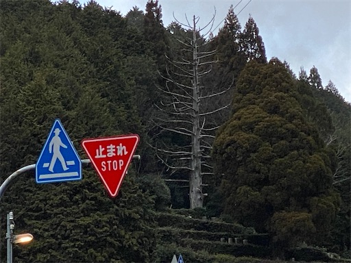 十兵衛杉