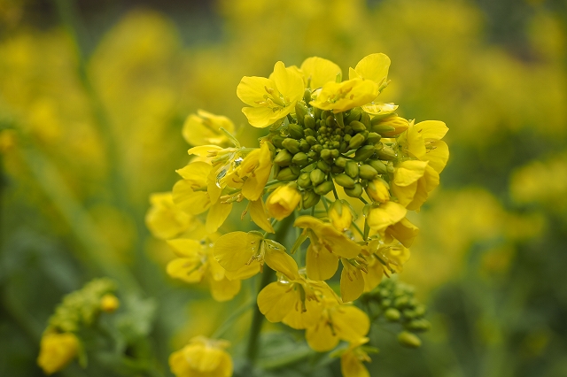 菜の花