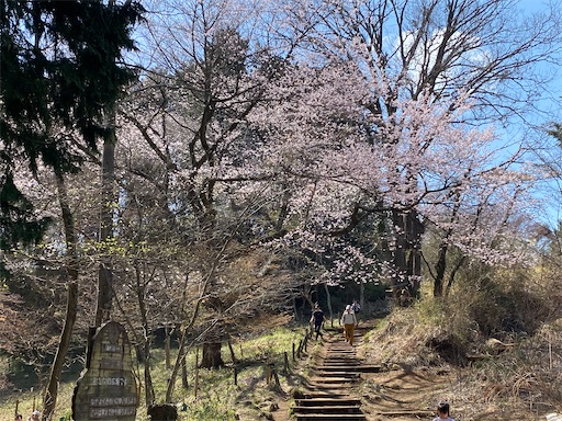 一丁平の桜