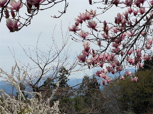 モクレンかコブシの花