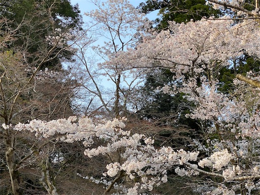 下界の桜は満開でした。