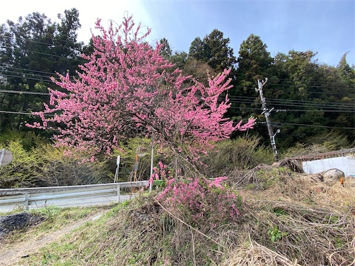 小仏バス停を降りた所には立派な桃の花が咲いていました。