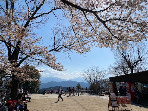 高尾山頂の桜