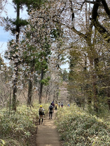 城山を降りる途中の桜