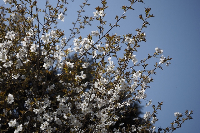 桜が真っ青の空に映えて綺麗でした。