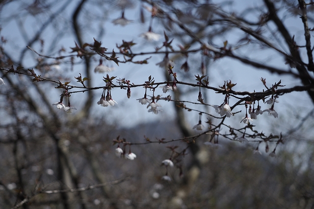 これが豆桜ではないか？と思います。