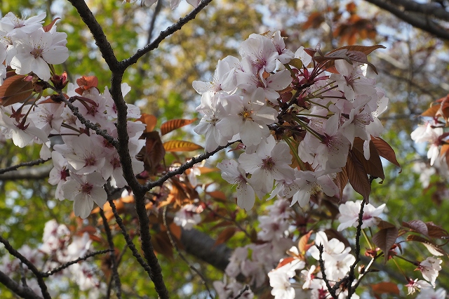 下界の桜は満開でした。