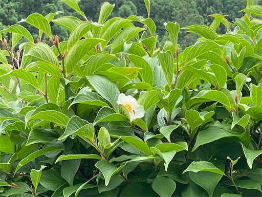 f:id:hiroko_ny:20240712203305j:image