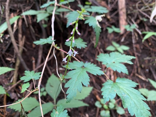 f:id:hiroko_ny:20240712203352j:image