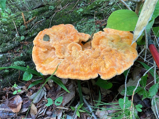 f:id:hiroko_ny:20240724203607j:image