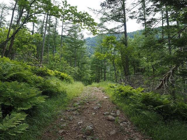 危険な箇所はない、こんな道をひたすら歩きます。