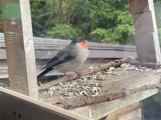 鳥が遊びに来ていました。