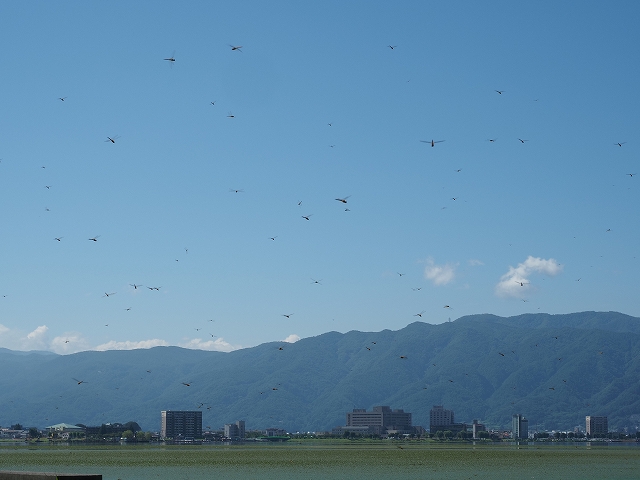 諏訪湖にトンボが一杯
