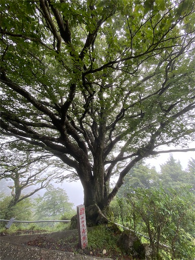 雨降木（御神木）