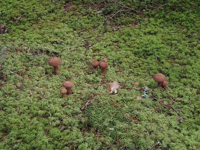 コケの上にキノコ